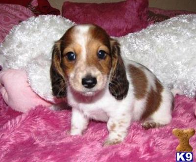 AKC Mini Dachshund Long Hair Piebald Male